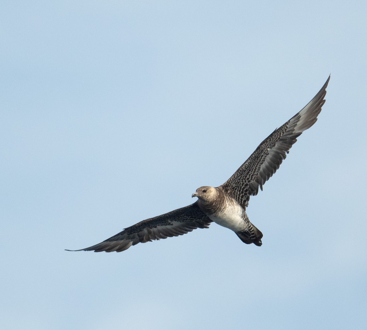 חמסן רחב-אברה - ML644656011