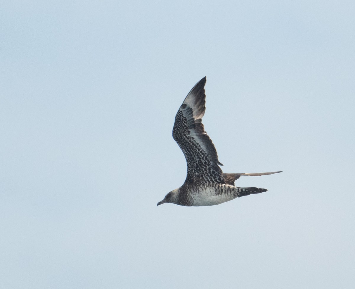 חמסן רחב-אברה - ML644656012