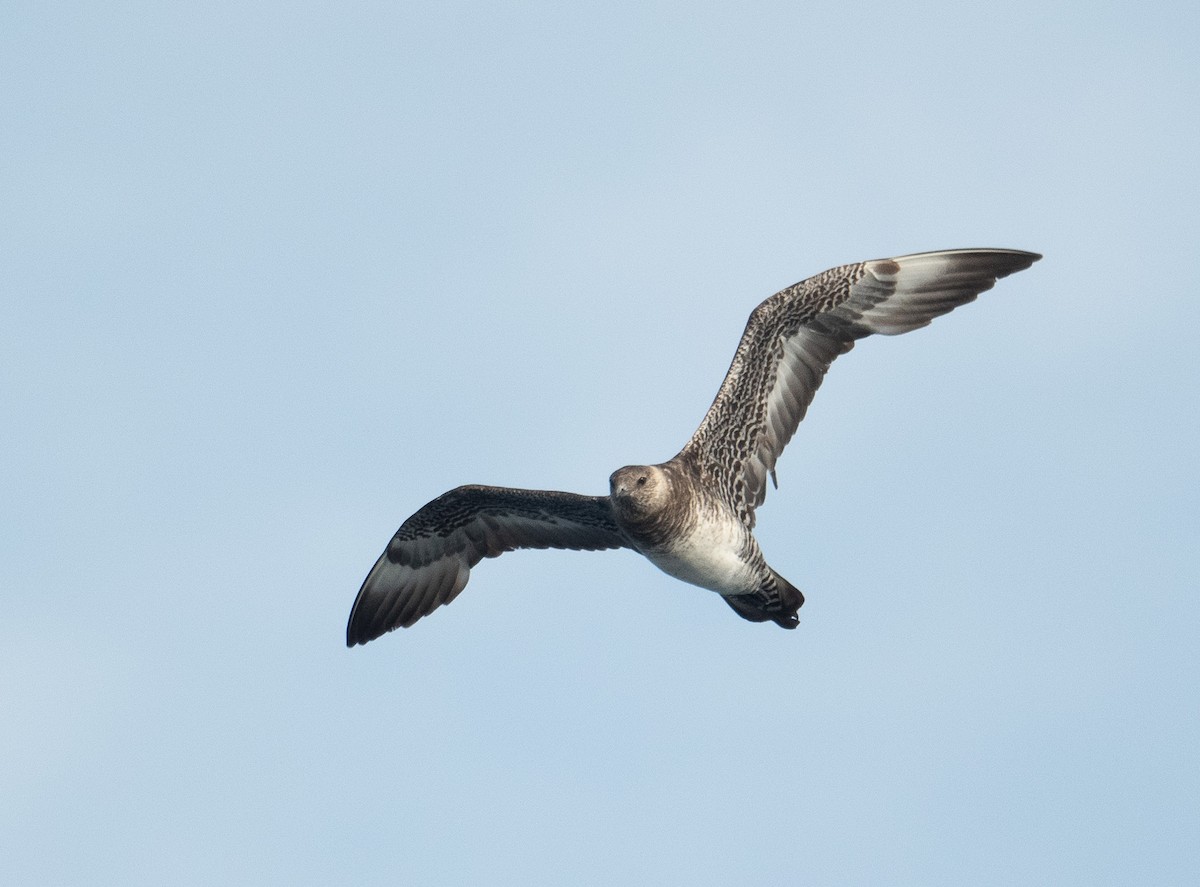 חמסן רחב-אברה - ML644656013