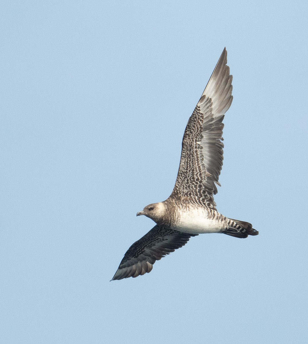 חמסן רחב-אברה - ML644656015