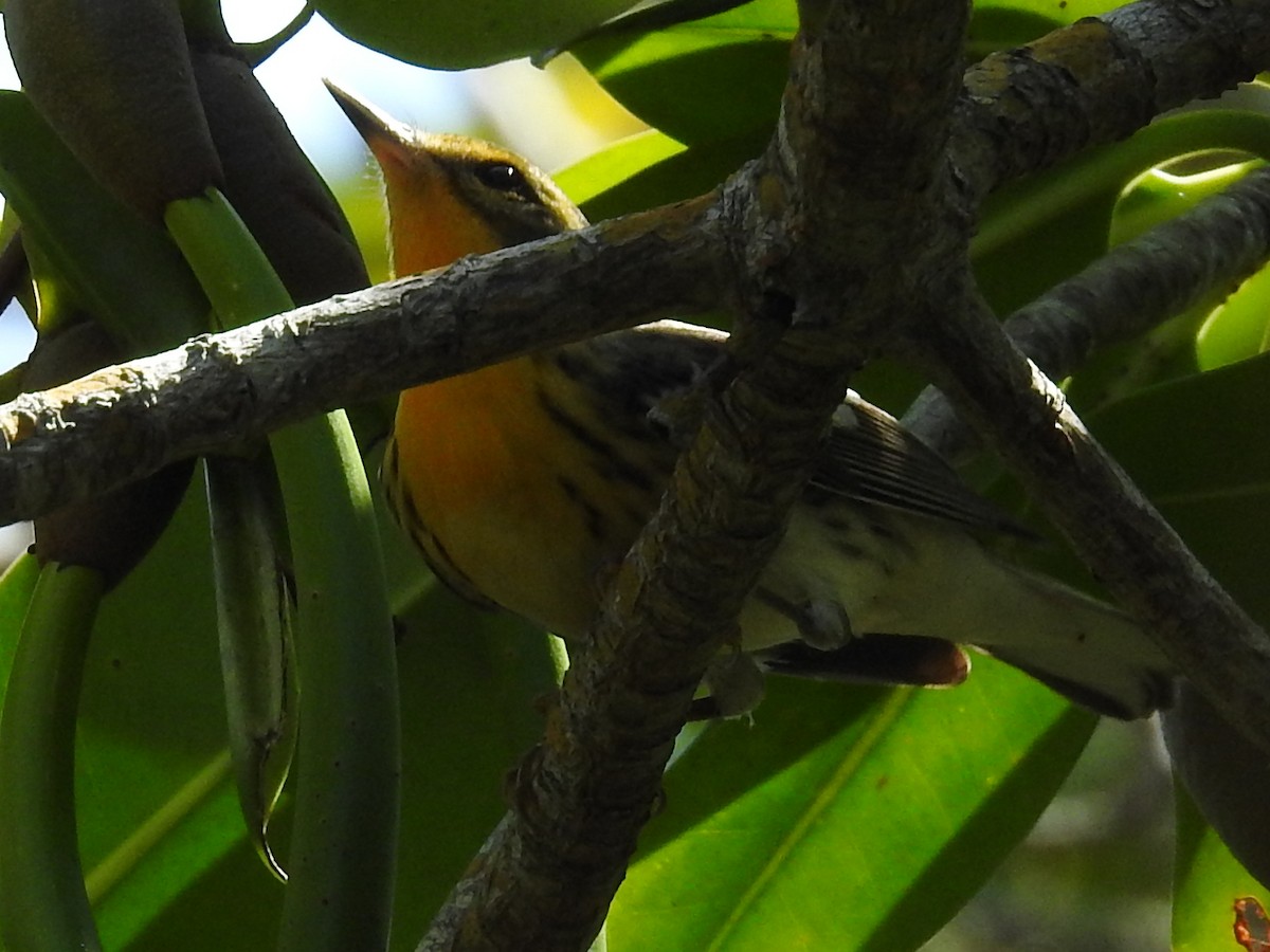 hemlokkparula - ML644656017