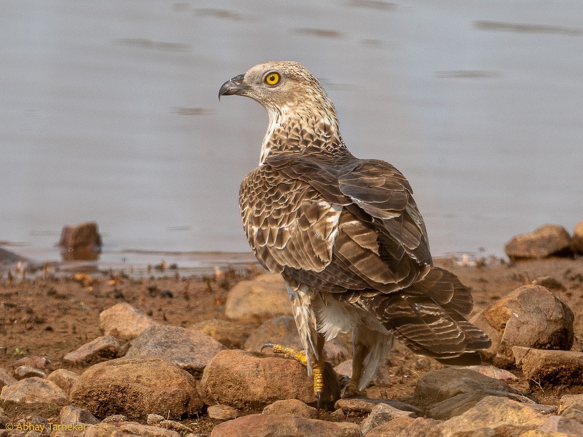 Liztorjale ekialdetarra - ML644656018