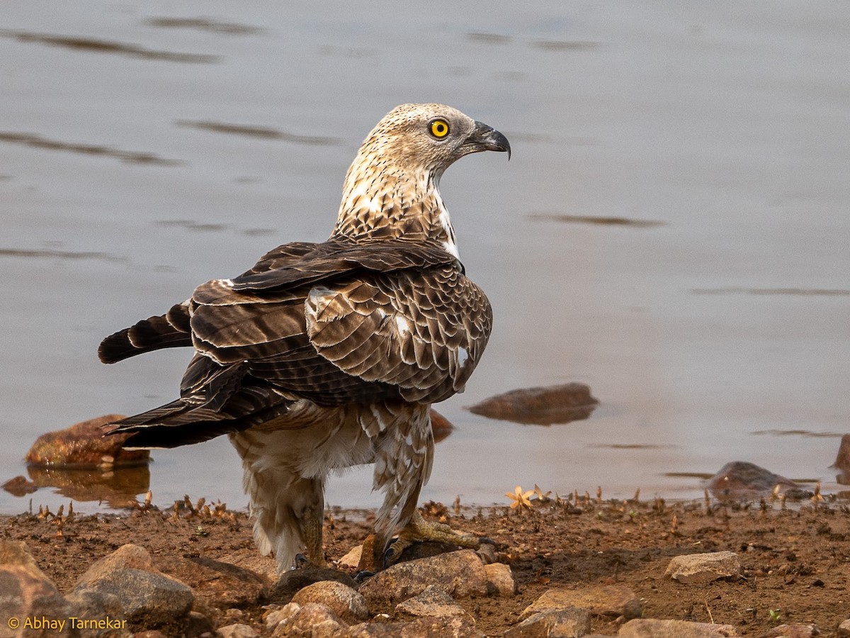 Liztorjale ekialdetarra - ML644656019