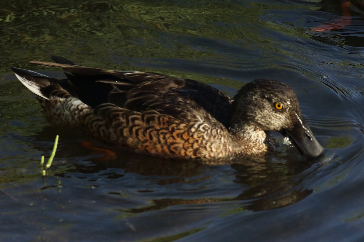מרית צפונית - ML644656020