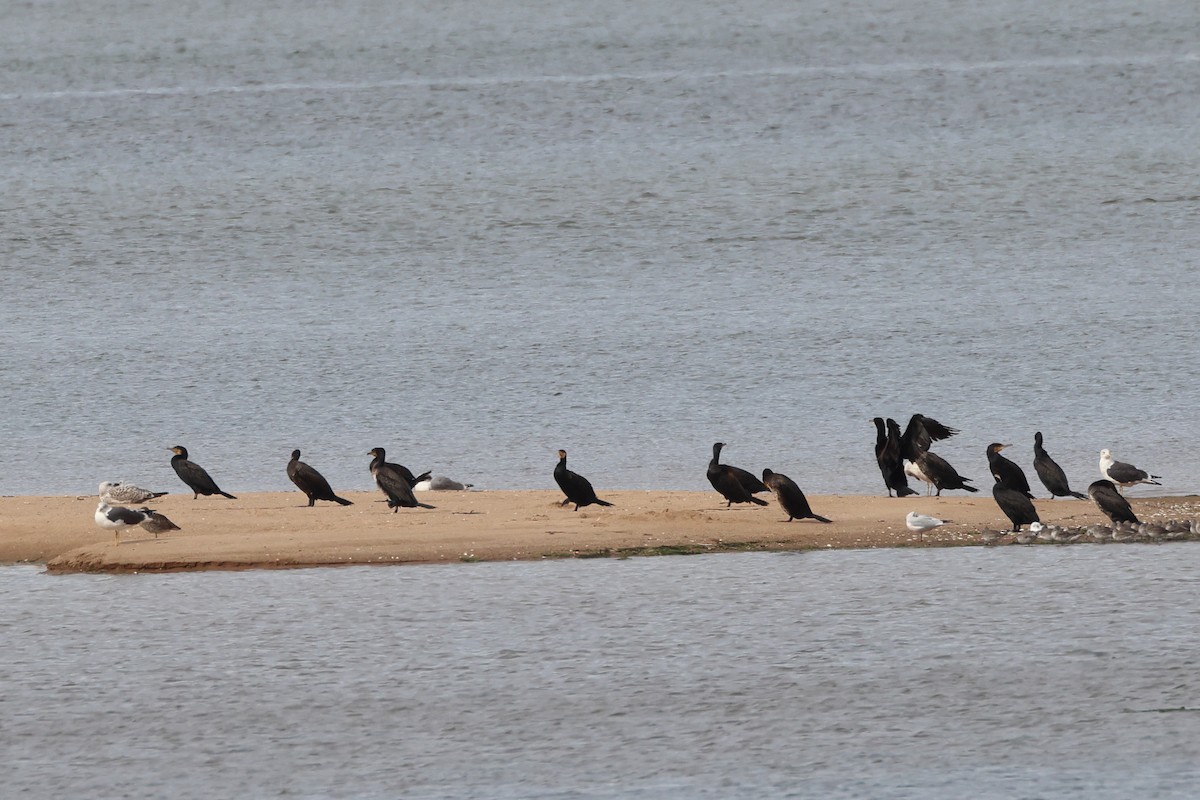 קורמורן גדול - ML644656021