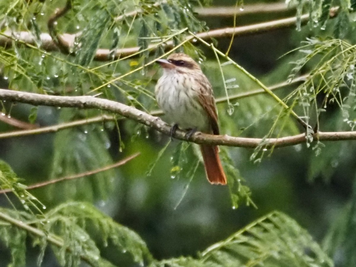 Bienteveo Rayado - ML644656024