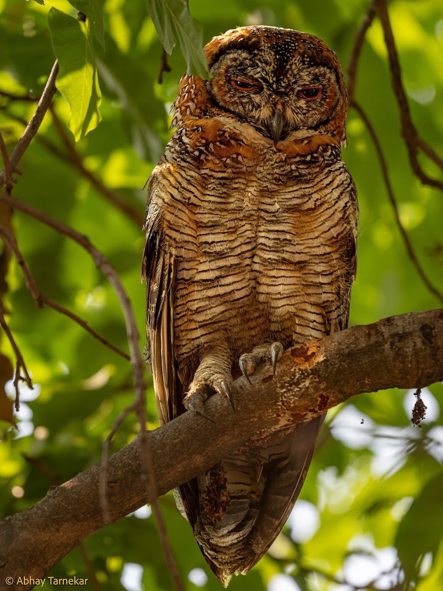 Mottled Wood-Owl - ML644656031