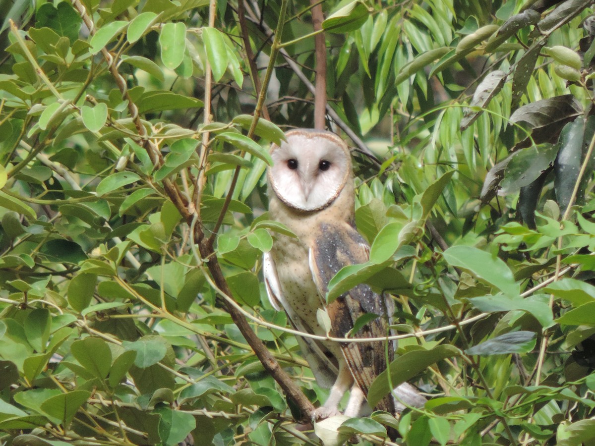 תנשמת אמריקנית - ML644656032
