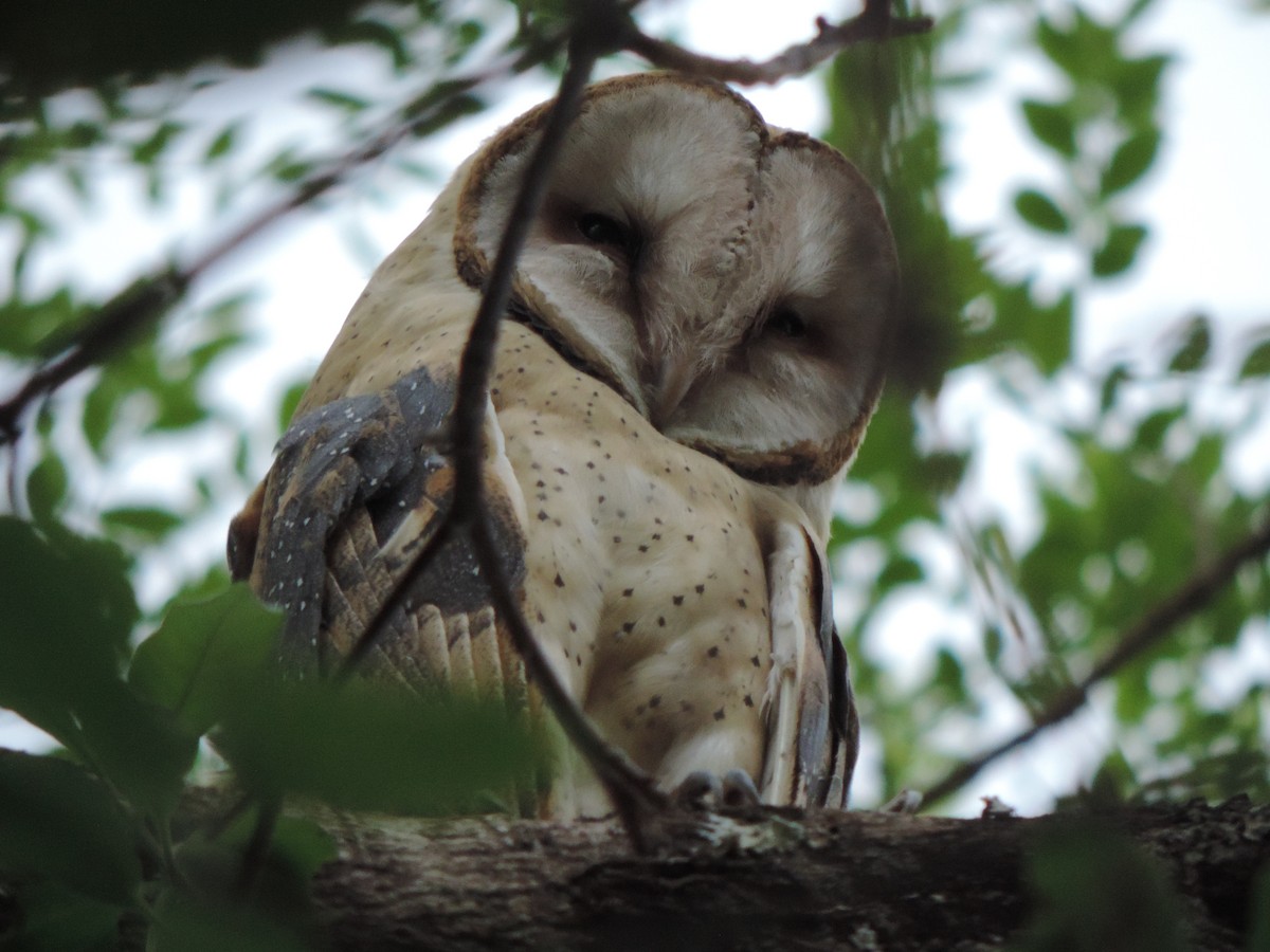 תנשמת אמריקנית - ML644656033