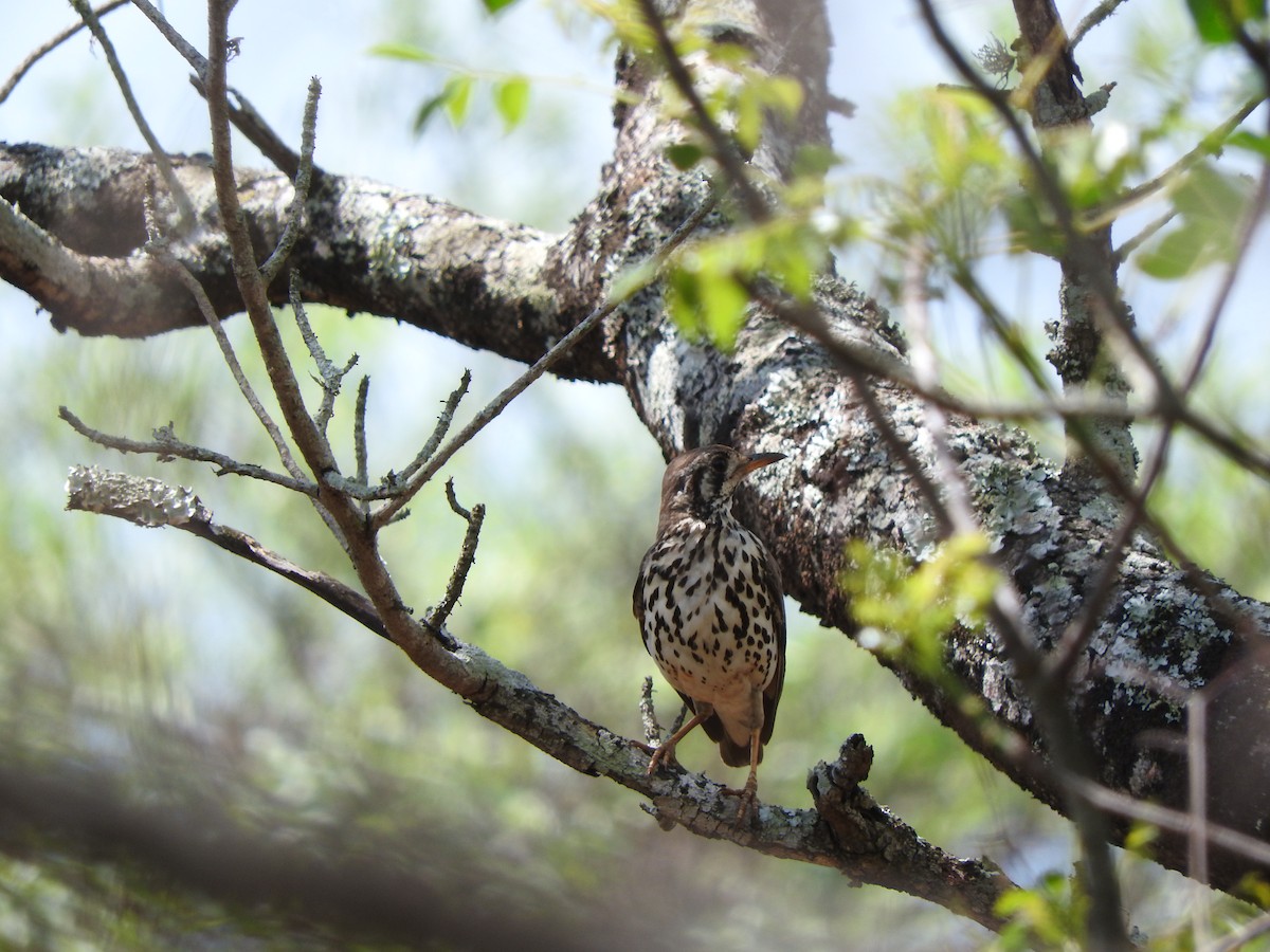 Groundscraper Thrush - ML644656035