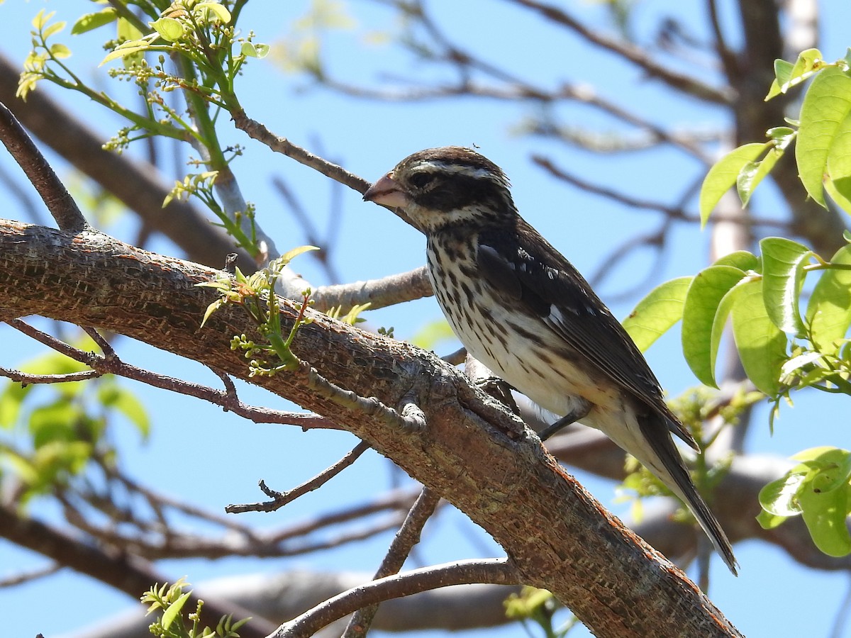 Rose-breasted Grosbeak - ML644656037