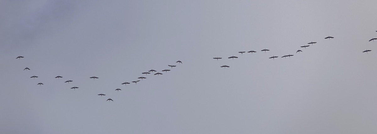 עגור קנדי - ML644656038