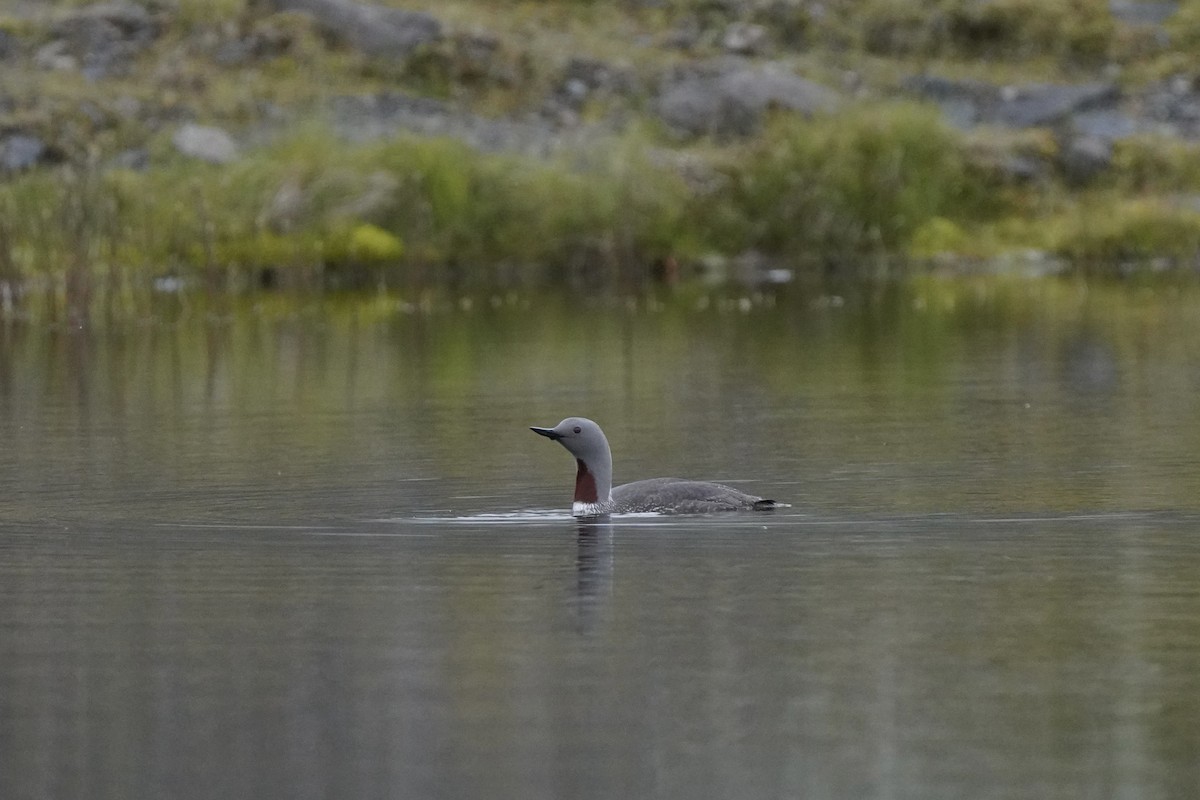 紅喉潛鳥 - ML644656043