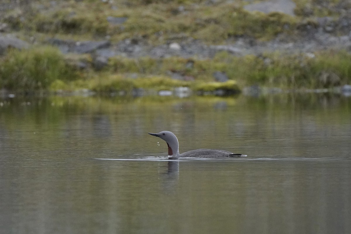 紅喉潛鳥 - ML644656044