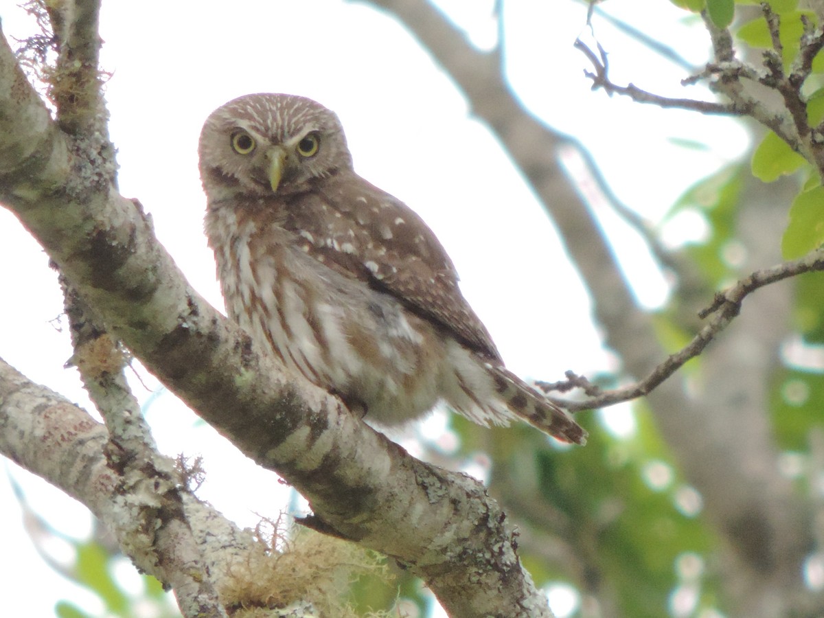 Ferruginous Pygmy-Owl - ML644656045