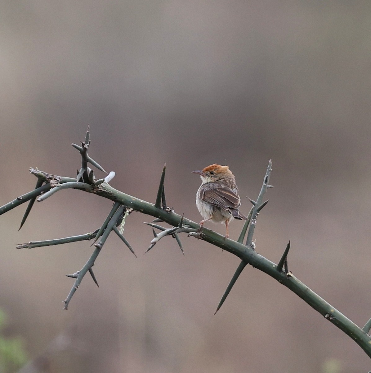 Tiny Cisticola - ML644656047