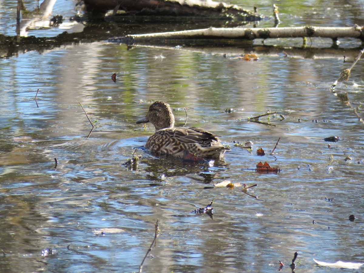 Zertzeta arrunta - ML644656050