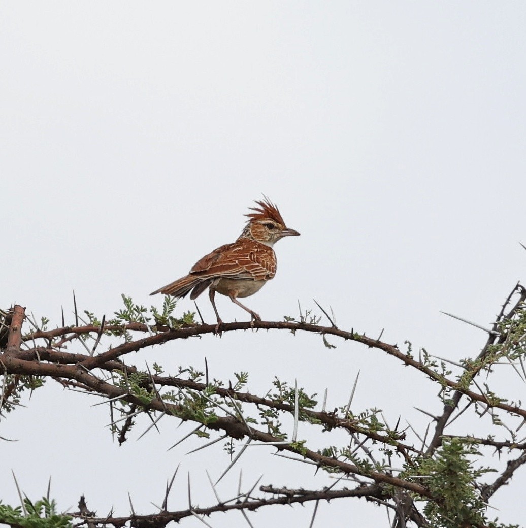 Gillett's Lark - ML644656051