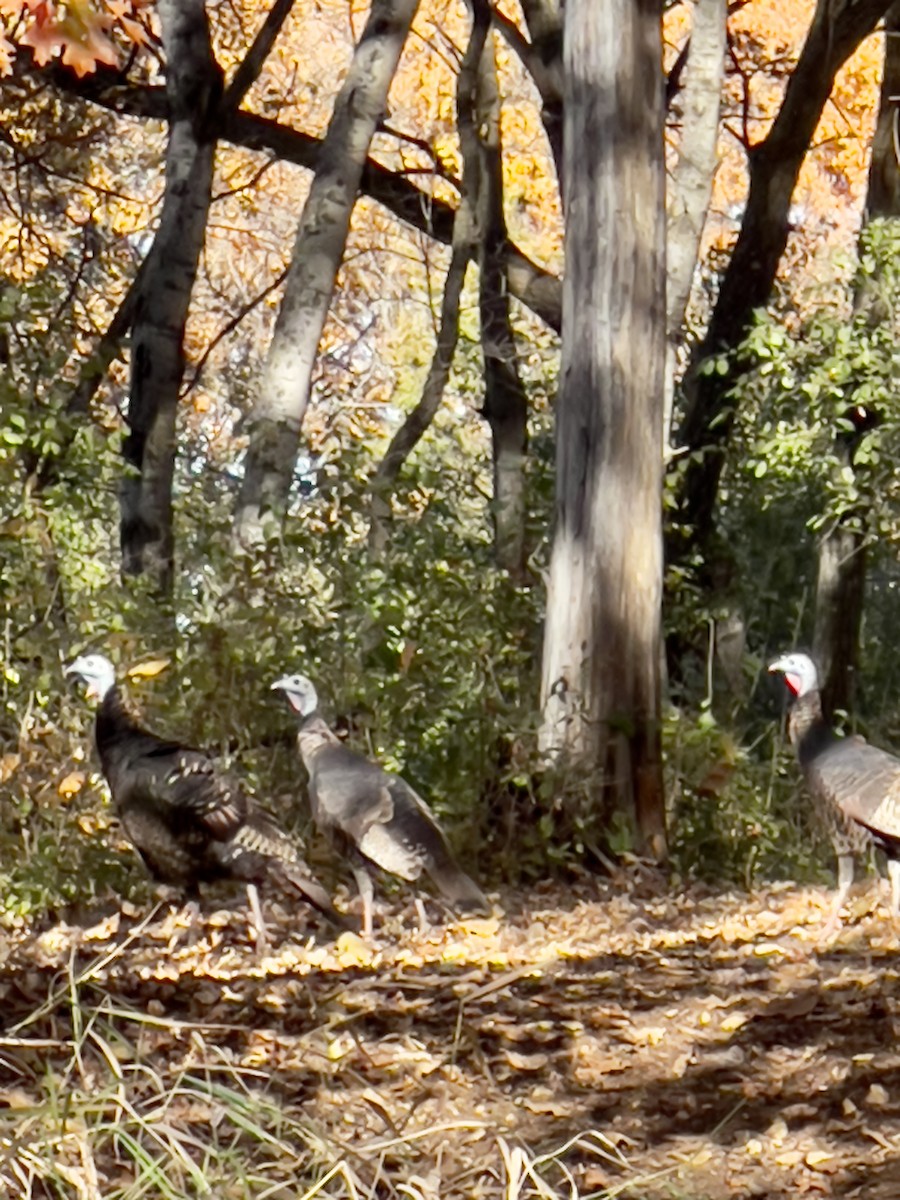 Wild Turkey - ML644656053