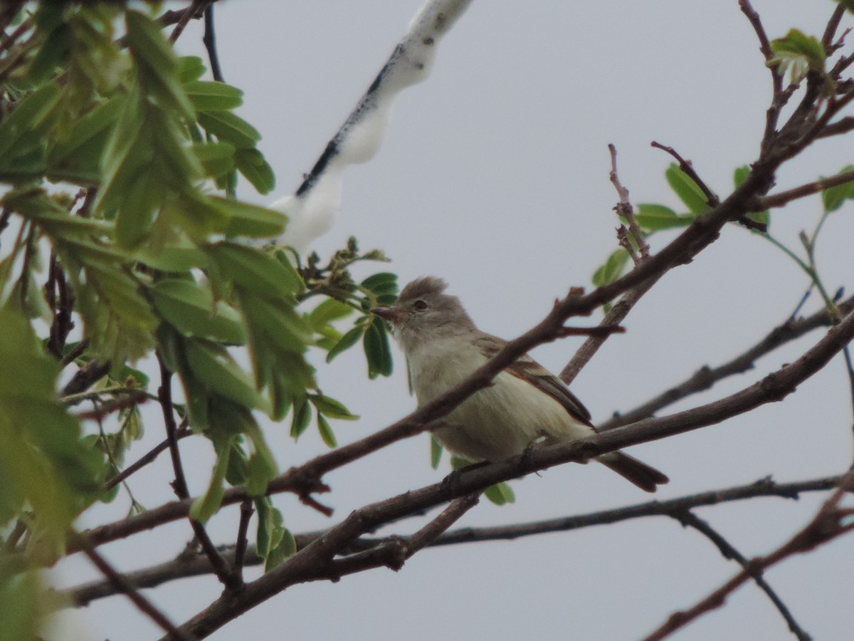 Southern Beardless-Tyrannulet - ML644656054