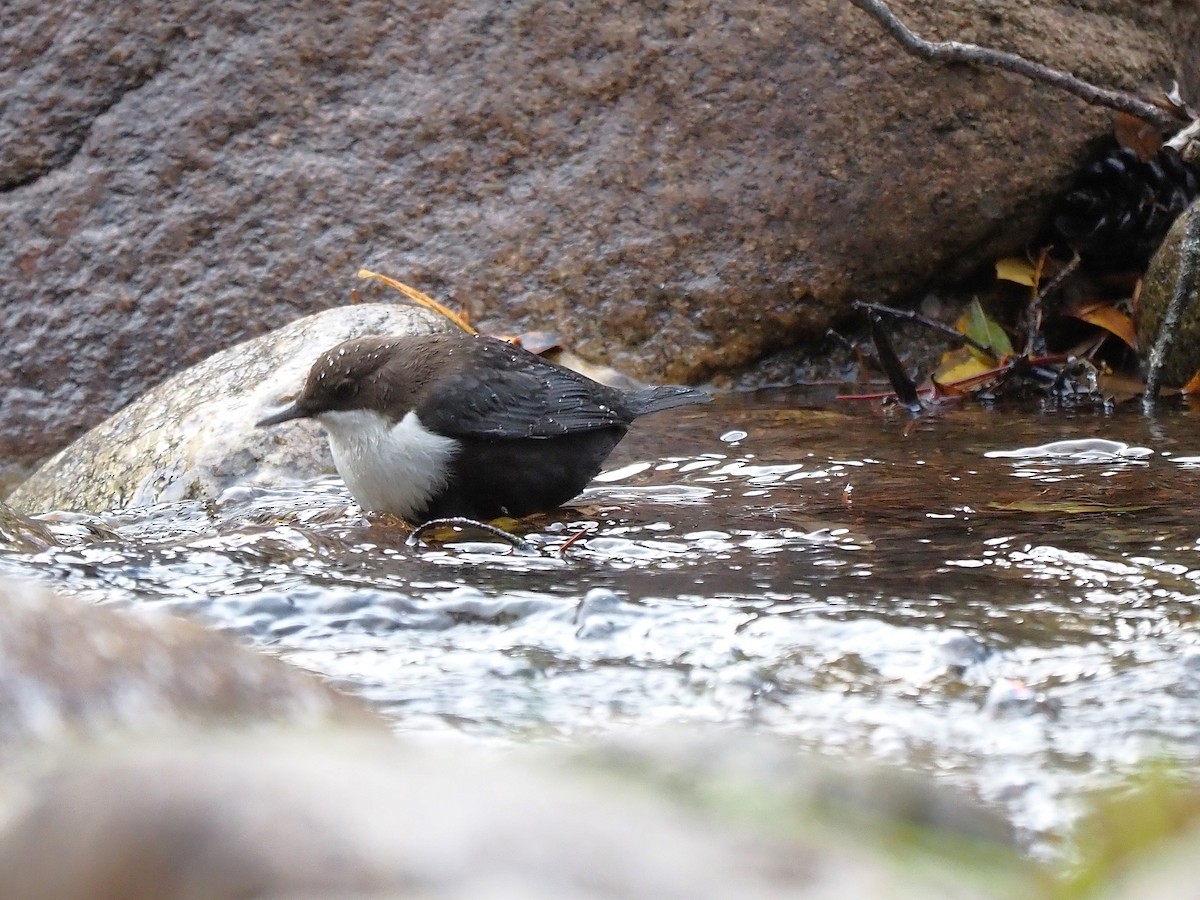 White-throated Dipper - ML644656055