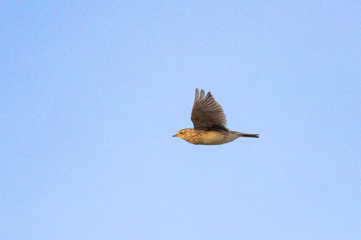 Eurasian Skylark - ML644656057
