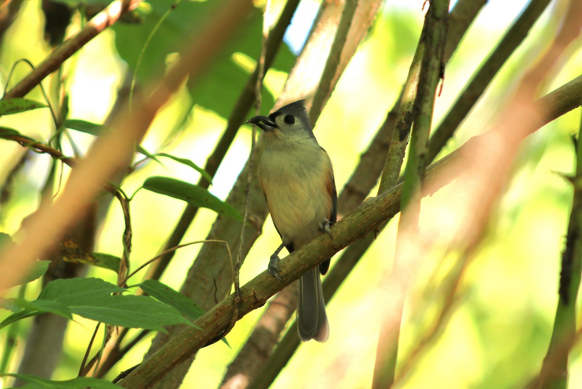 Tufted Titmouse - ML644656058