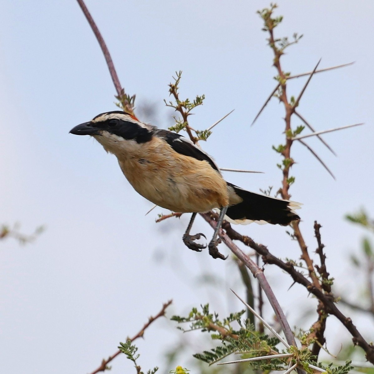 Red-naped Bushshrike - ML644656060