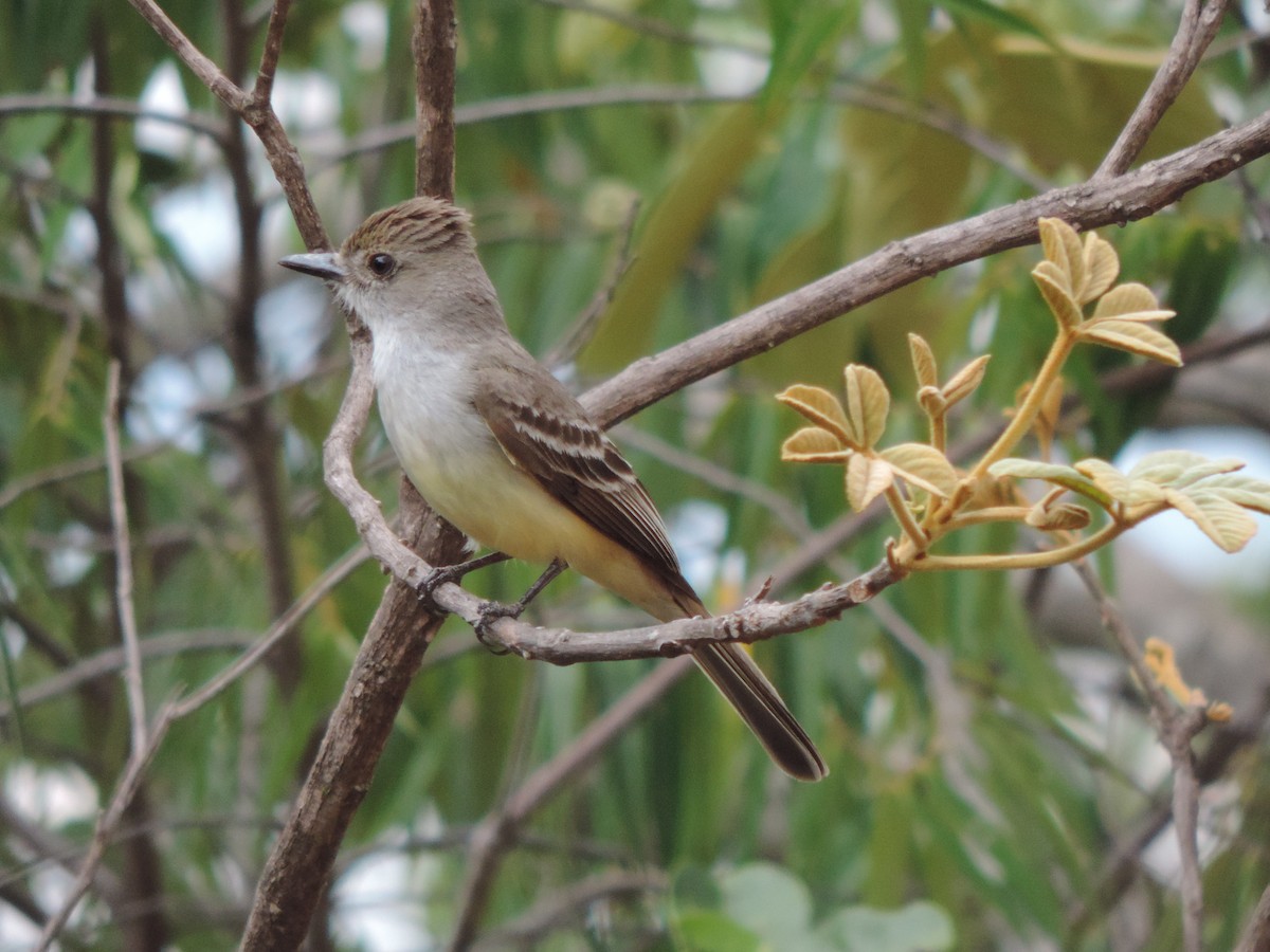 Brown-crested Flycatcher - ML644656061