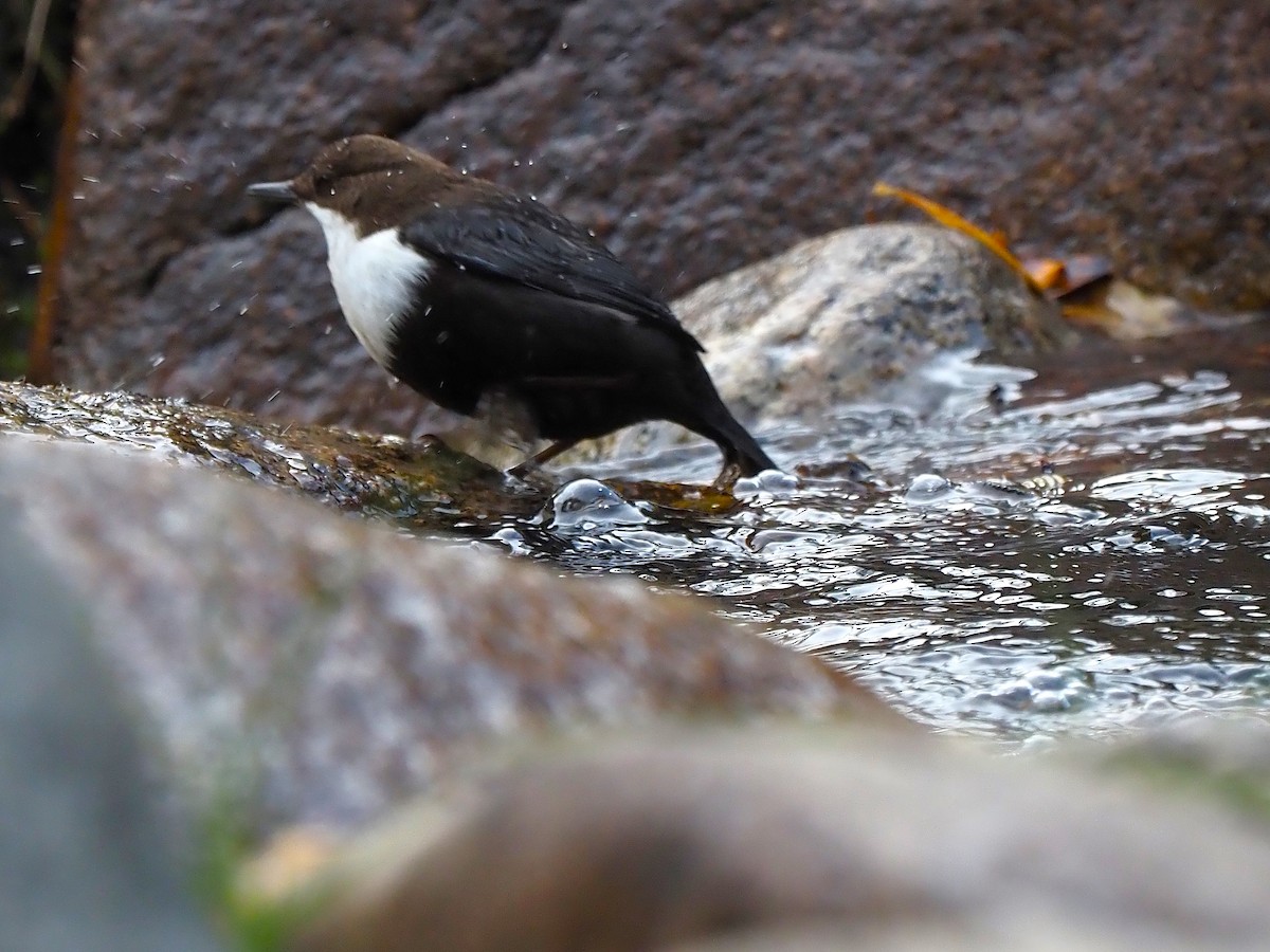 White-throated Dipper - ML644656062