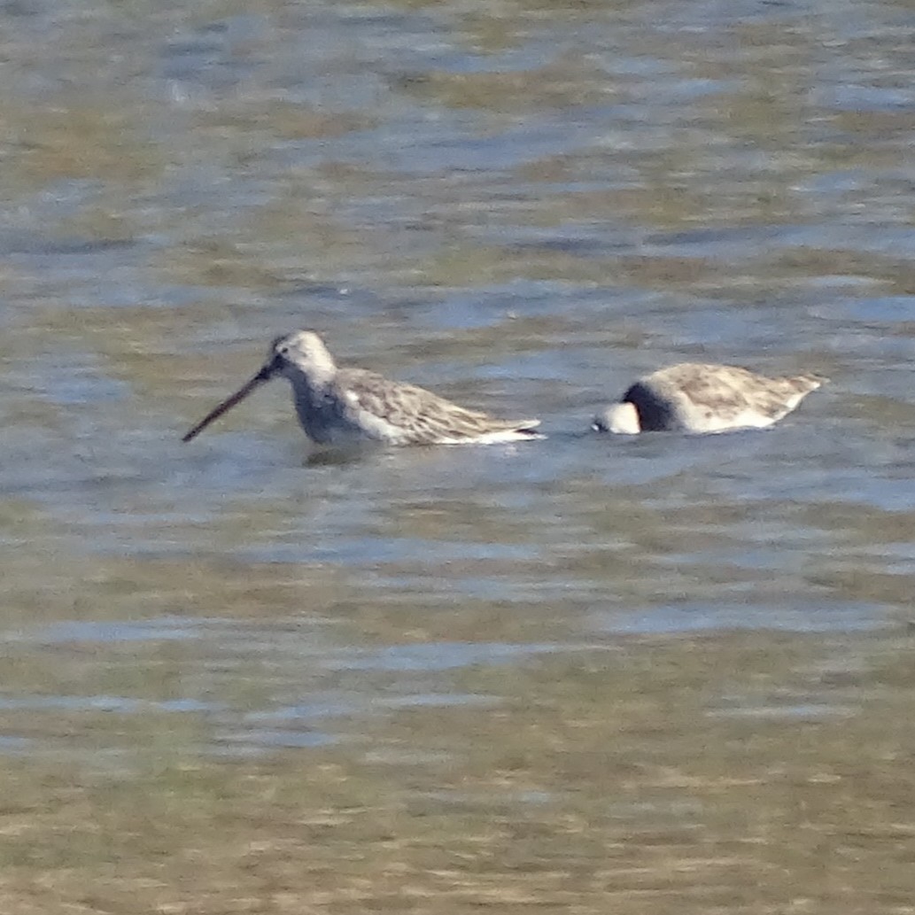Long-billed Dowitcher - ML644656063