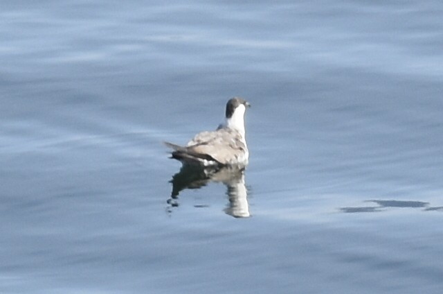 חמסן טפיל - ML644656066