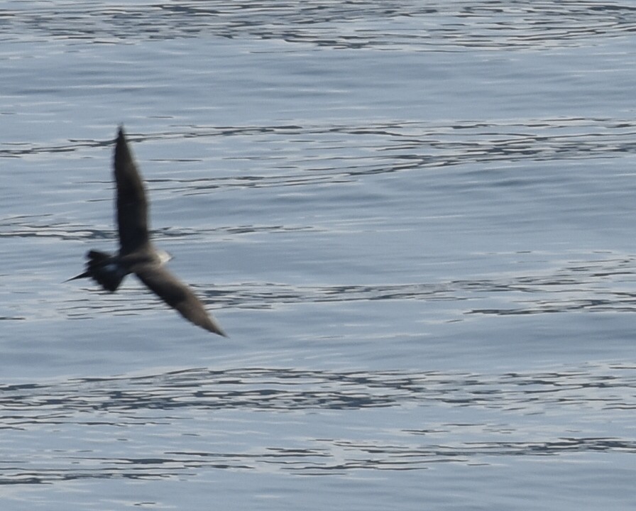 חמסן טפיל - ML644656067