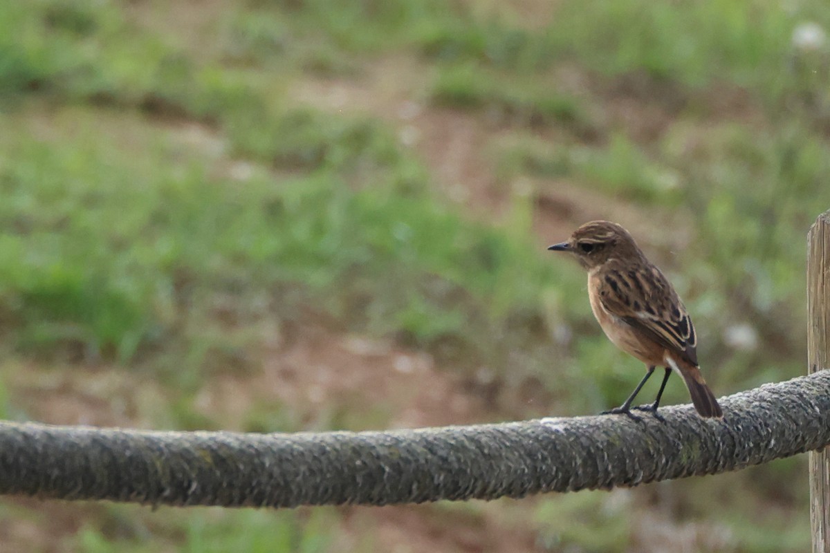 דוחל שחור-גרון - ML644656069