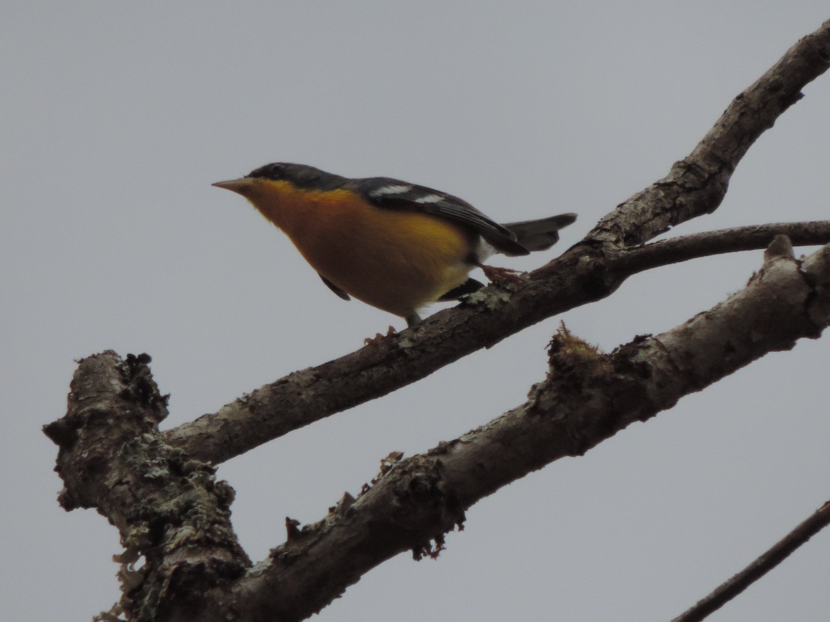 Tropical Parula - ML644656070