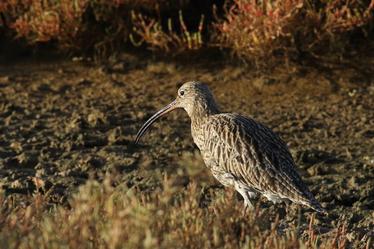 חרמשון גדול - ML644656071