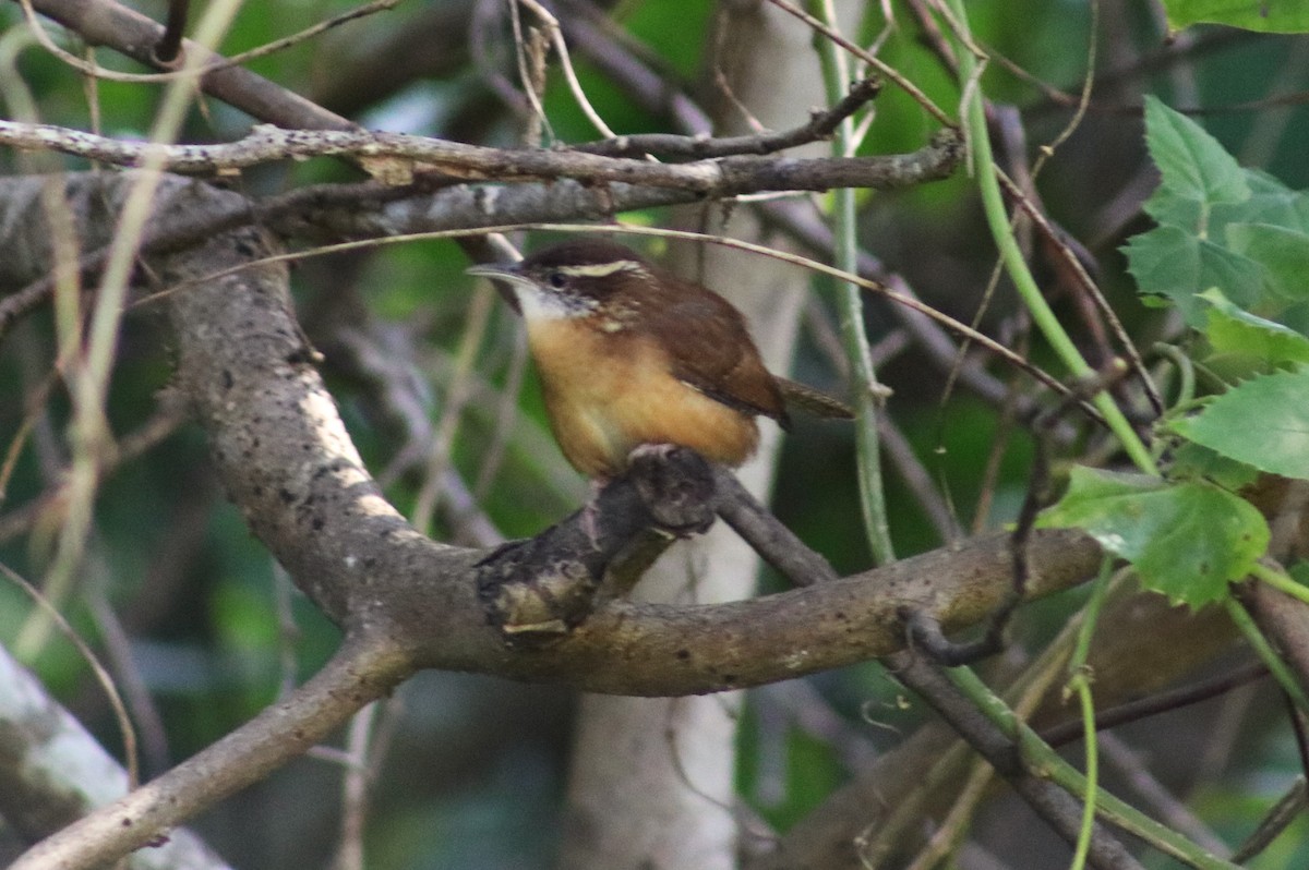 Carolina Wren - ML644656073