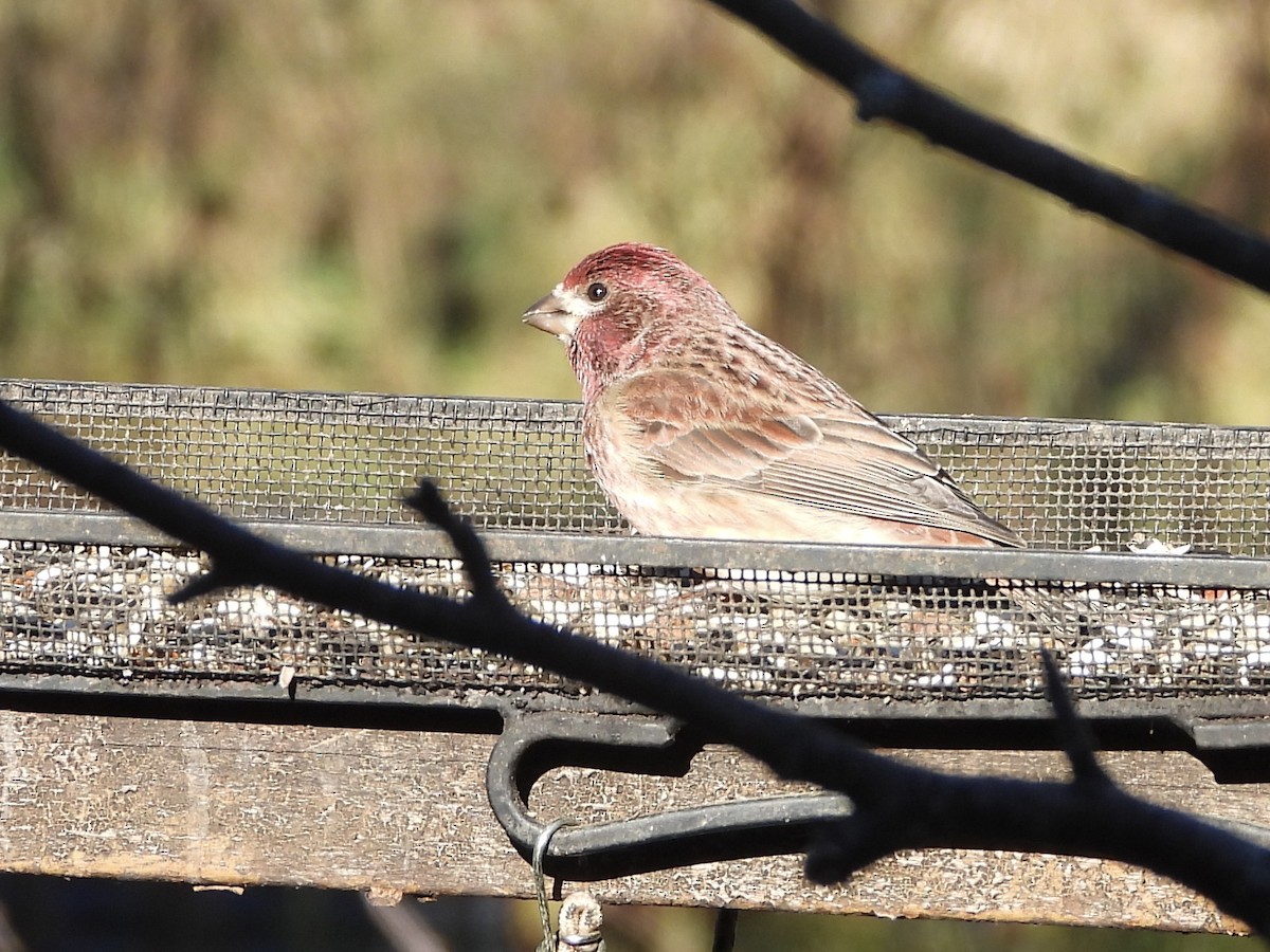 Purple Finch - ML644656074