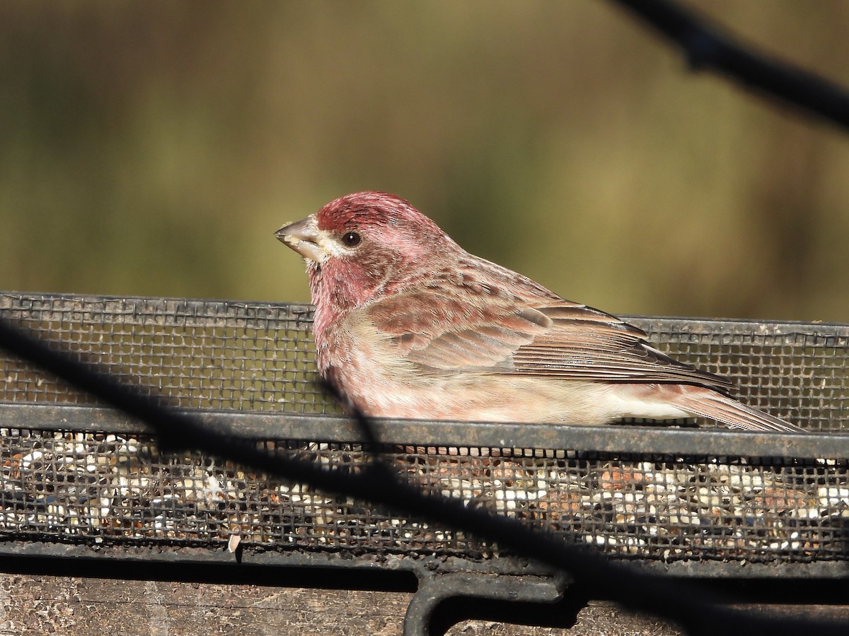 Purple Finch - ML644656075