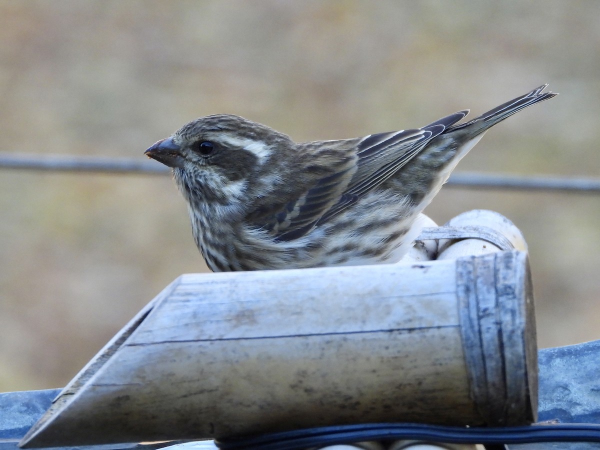 Purple Finch - ML644656076