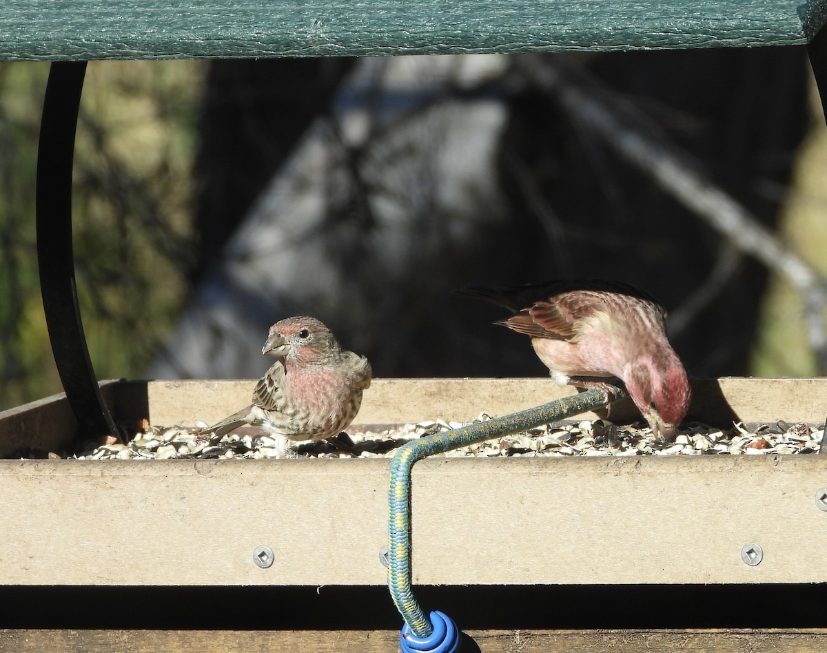 Purple Finch - ML644656077