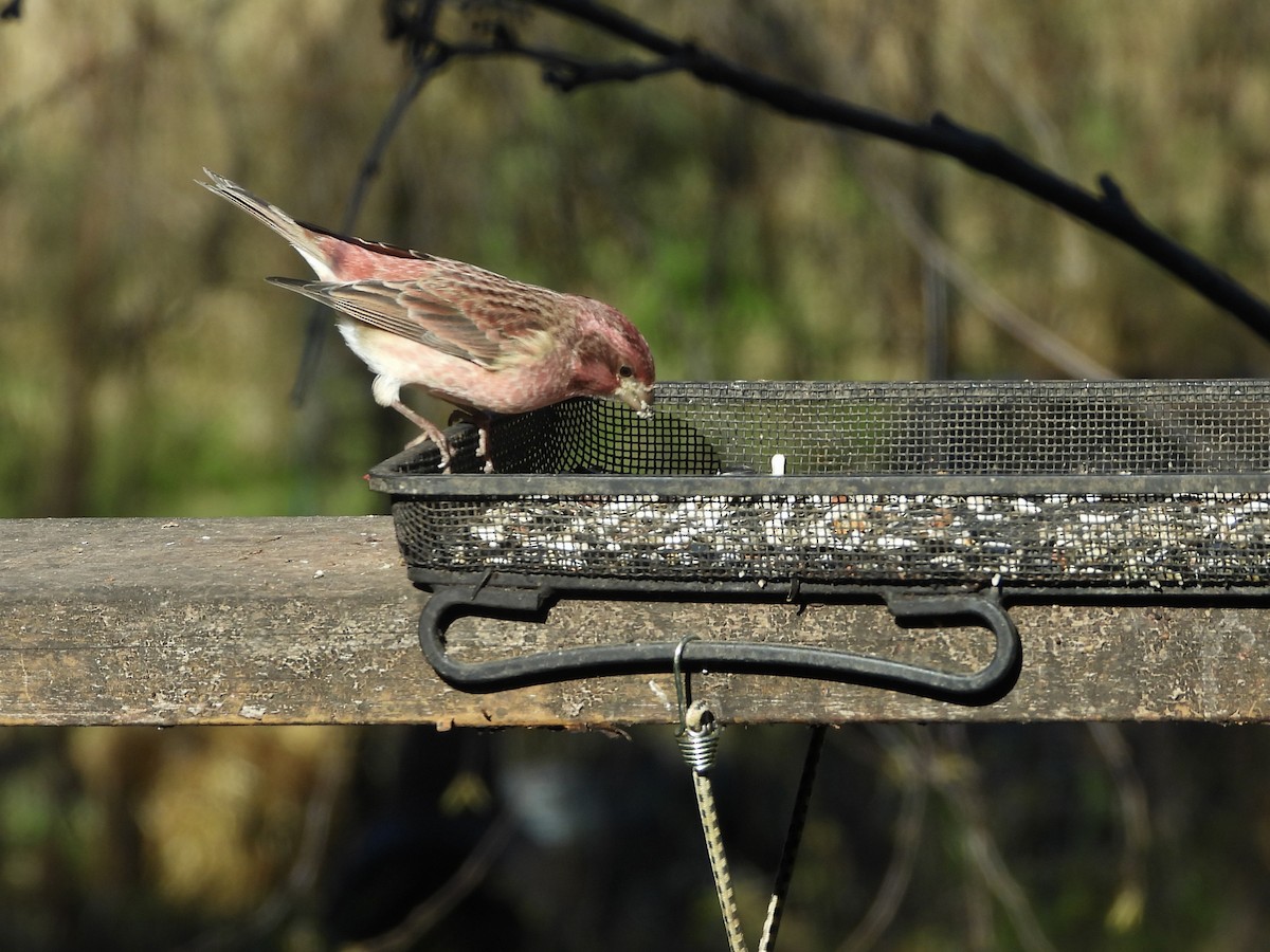 Purple Finch - ML644656078