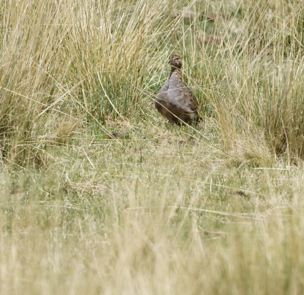 Ornate Tinamou - ML644656079