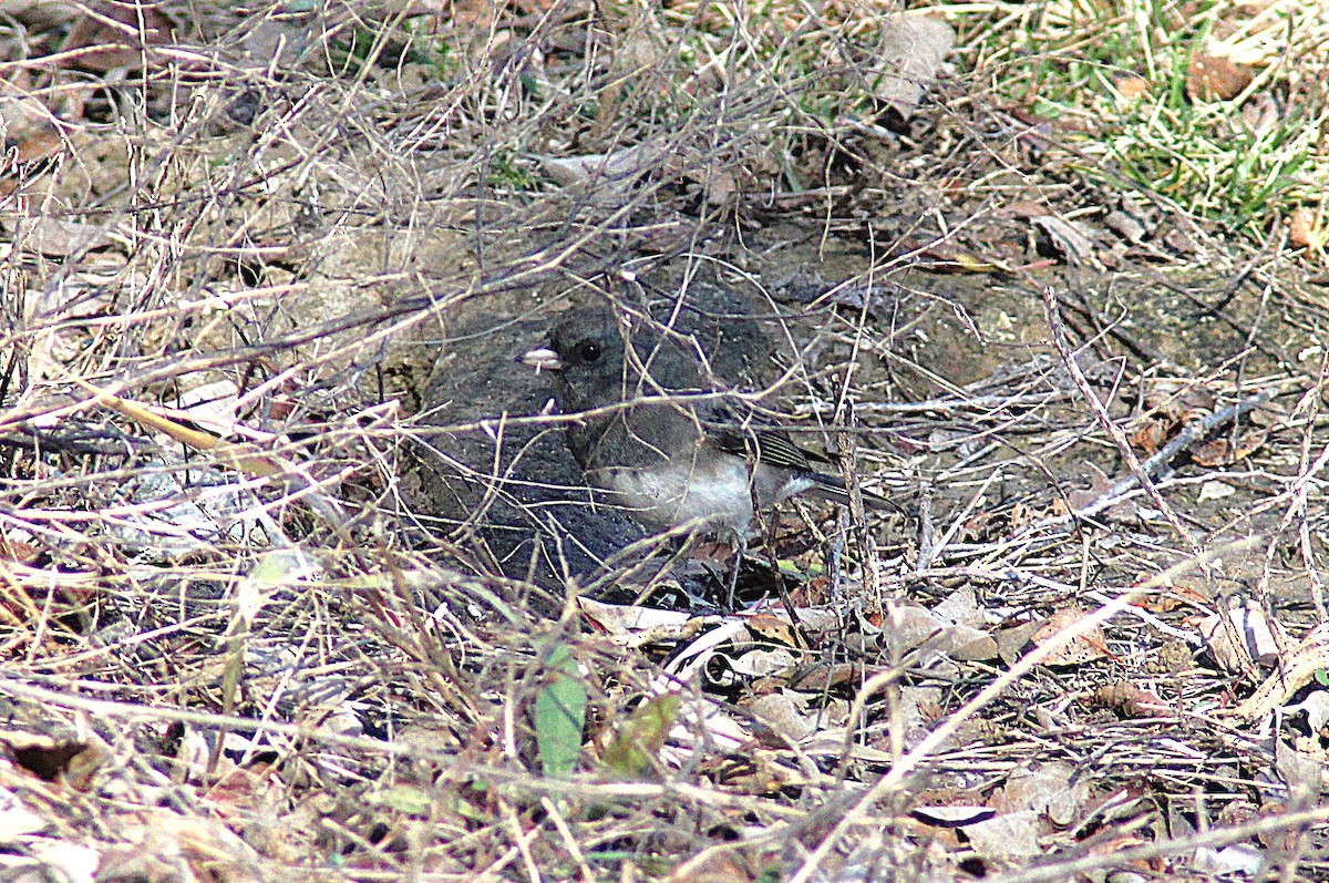Dark-eyed Junco - ML644656080