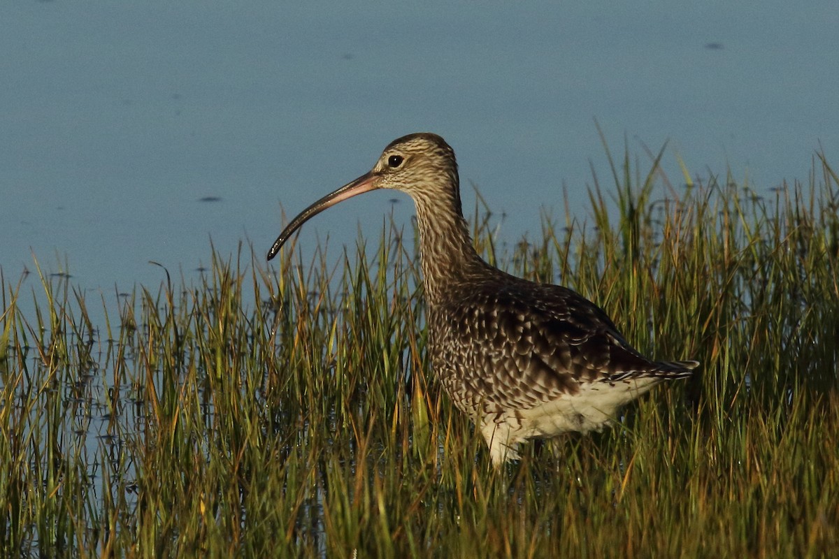 חרמשון קטן - ML644656081