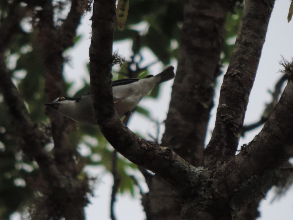 Hooded Tanager - ML644656082