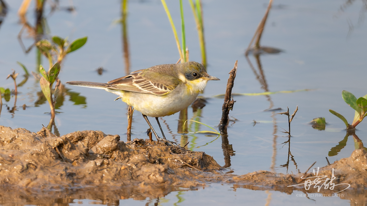 Eastern Yellow Wagtail - ML644656083