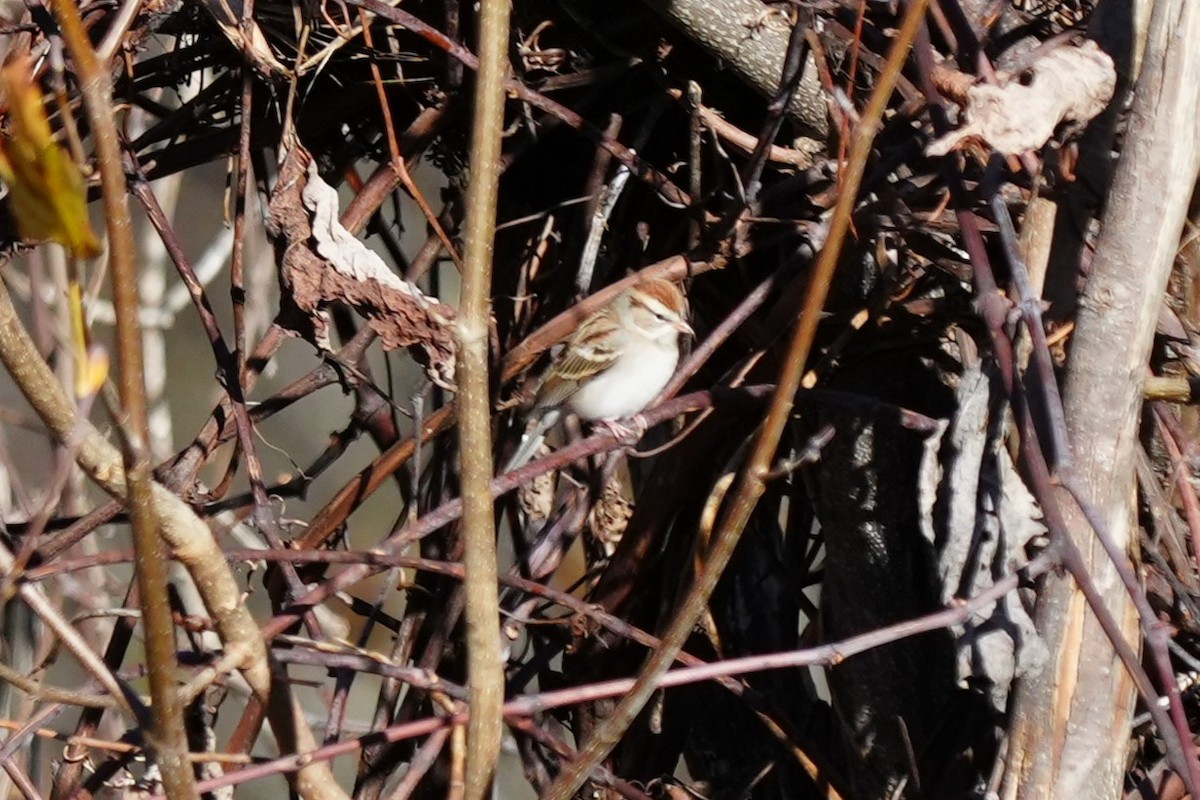 Field Sparrow - ML644656085
