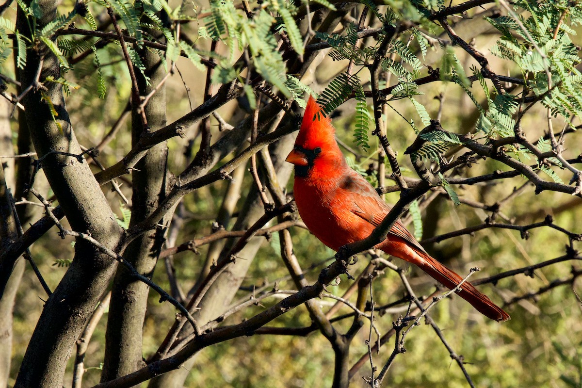 Northern Cardinal - ML644656086