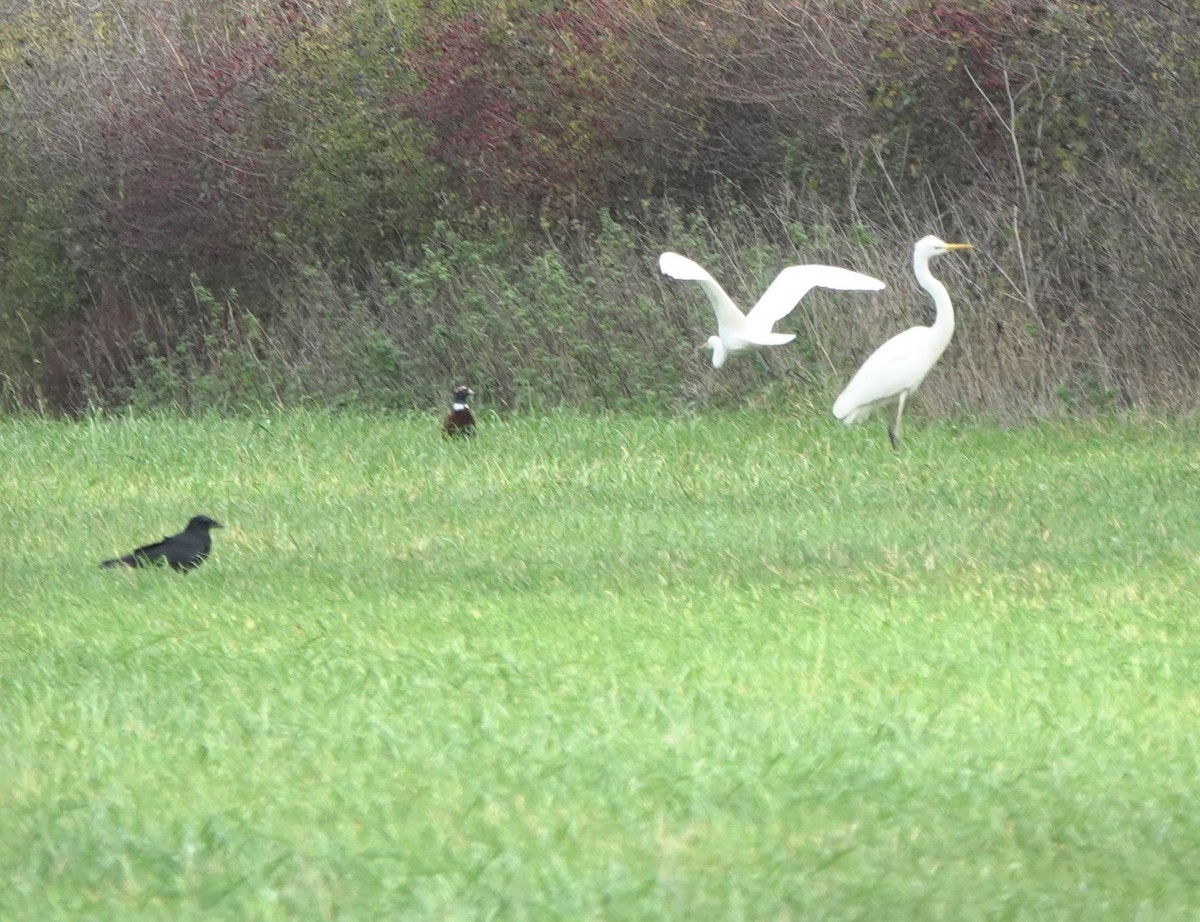 Фазан звичайний - ML644656087